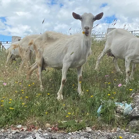 住宿加早餐酒店 Al Dolmen