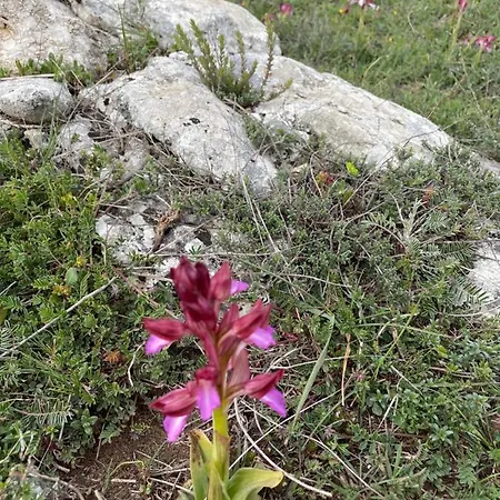 Al Dolmen 住宿加早餐酒店