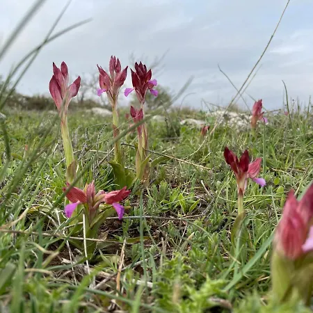 住宿加早餐酒店 Al Dolmen 圣安吉罗山