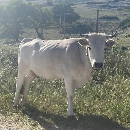 Al Dolmen 住宿加早餐酒店 圣安吉罗山